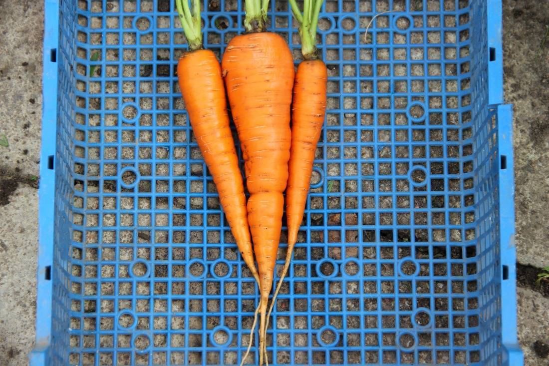 Подкормка моркови после всхода
