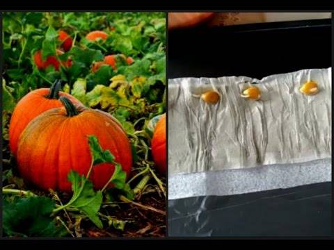 О проращивании семян арбуза перед посадкой: правила замачивания для посадки