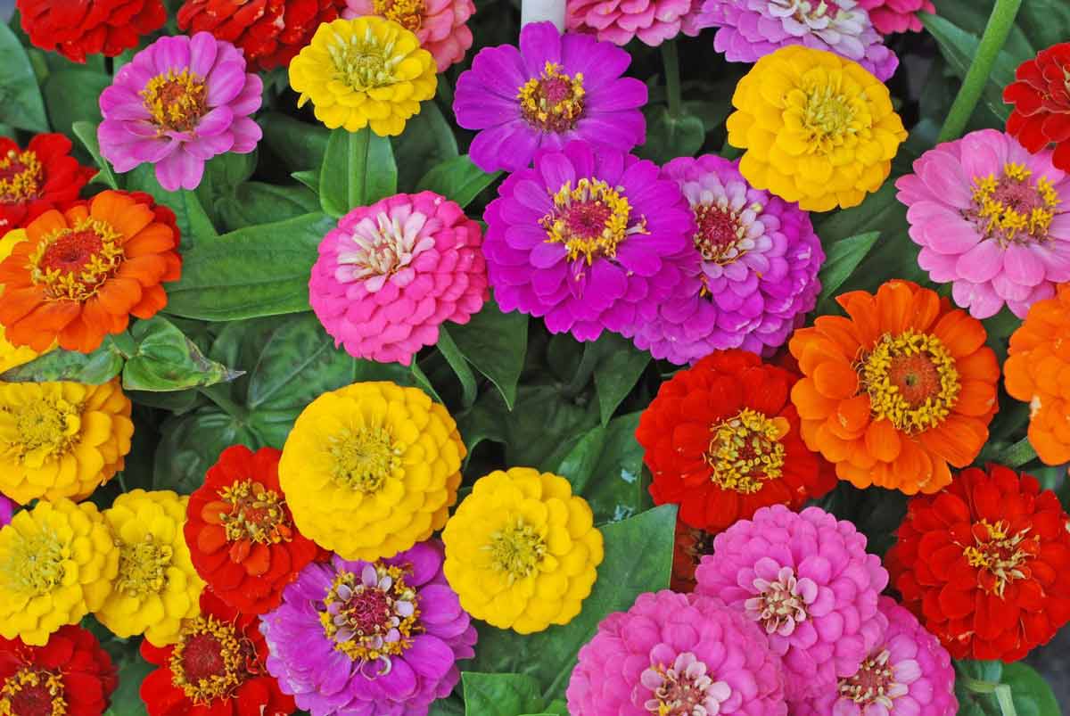 Виды цинний: изящные, крупноцветковые, кустовые, георгиноцветковые