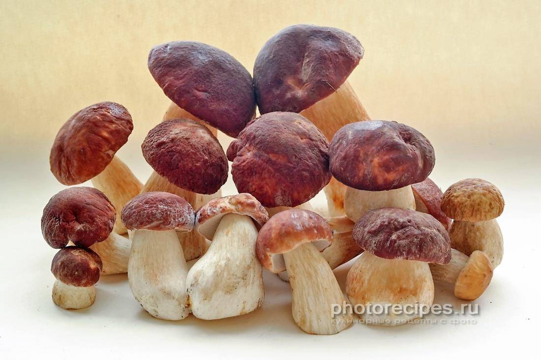 Лесные грибы, польза и вред грибов для организма человека