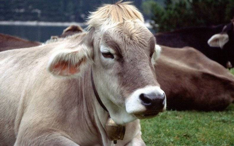 Послеродовой парез у коров: симптомы и лечение