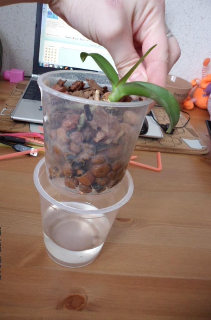 Как нарастить корни у орхидеи: варианты над водой и в домашних условиях