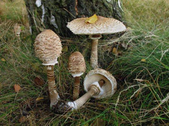 50 фото разных видов грибов курочки, ? названия, описания, как отличить