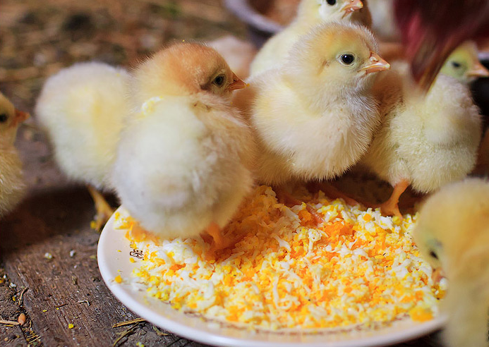 Клеточное выращивание цыплят яичного направления: практические рекомендации
