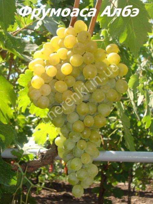 Ранний столовый сорт винограда — фрумоаса албэ