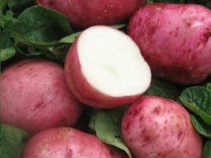 Картофель беллароза: описание и характеристика сорта, вкусовые качества, посадка, выращивание и уход, фото, видео, отзывы