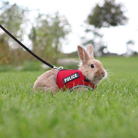 Поводок для кролика: как надевать, как сделать самому