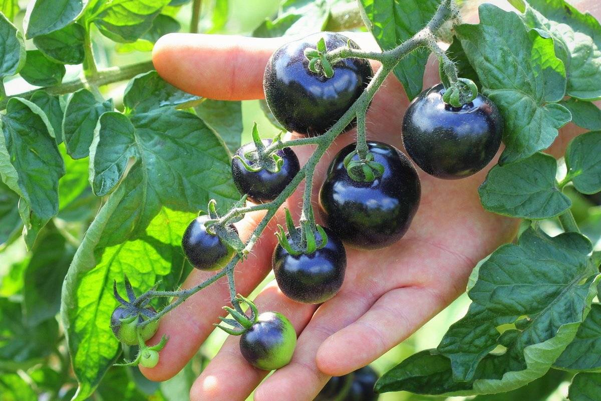Фиолетовые помидоры: описание сортов