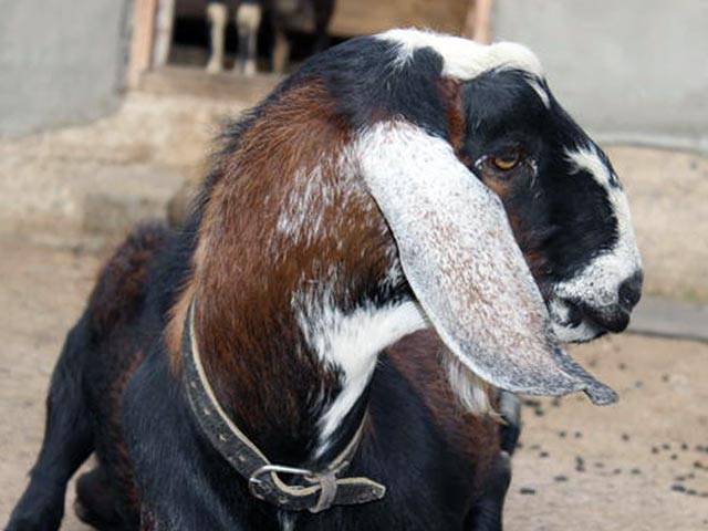Нубийские козы: что необходимо знать об этой породе?