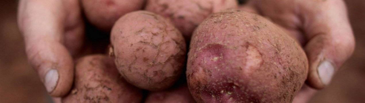 Урожайный и неприхотливый сорт картофеля лабелла: описание и фото, нюансы выращивания