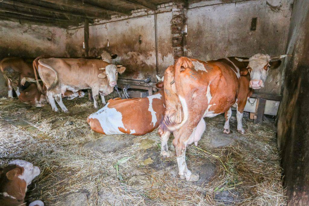 Коровник (55 фото): нормы строительства, как обустроить стойло для коров, размер сарая на 5 голов, схема проекта