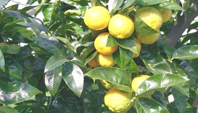 Дерево лимон