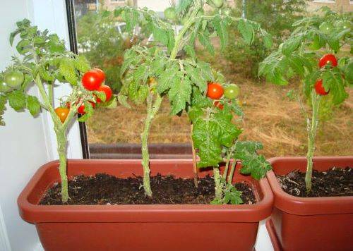 Выращивание помидоров черри на балконе пошагово