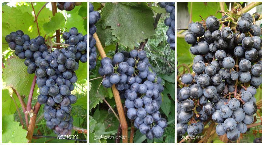 Сорта винограда для вина: особенности выращивания