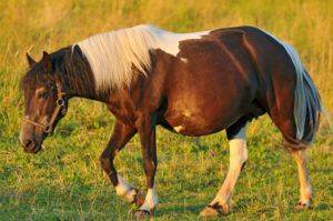 Роды у лошади: как определить беременность, сколько месяцев длится, как принимать роды у лошадей