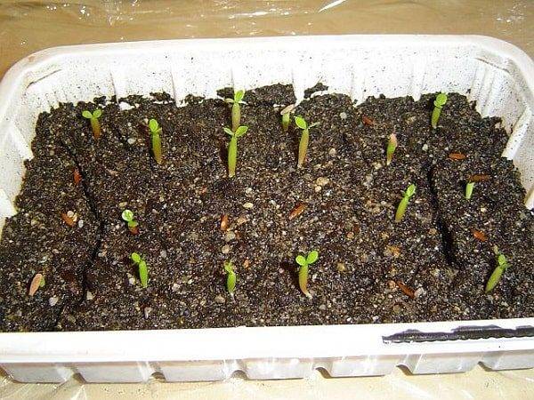 Адениум: посадка семенами и выращивание в домашних условиях