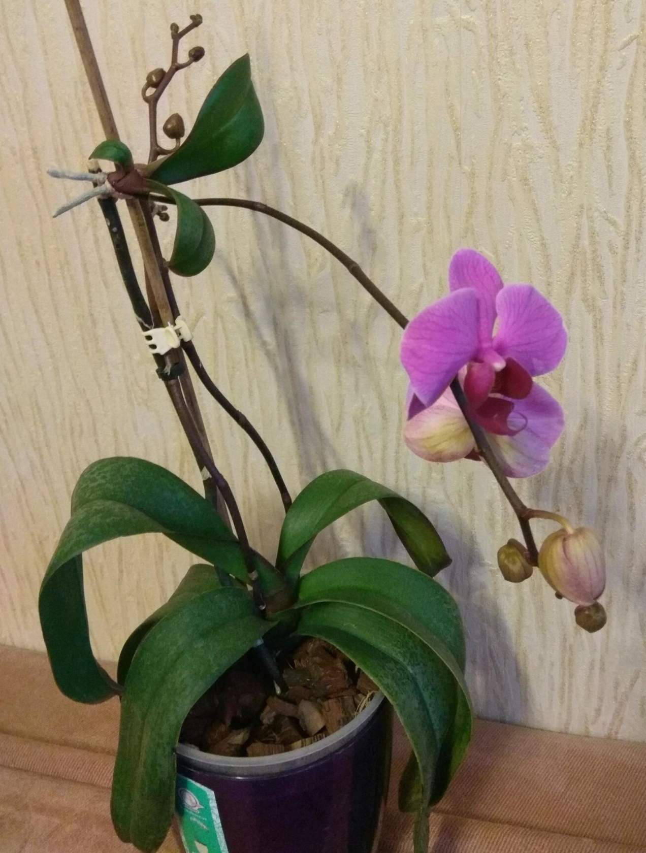 Детка орхидеи: фото, как выглядит и где появляется, как взять, почему не дает отросток, как растет на стебле, может ли пустить не на стволе, бывает ли по 3и штуки? русский фермер