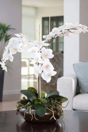 Белая орхидея (32 фото): «белая цапля» и виды фаленопсиса, названия сортов с фиолетовыми пятнами, уход в домашних условиях, отзывы
