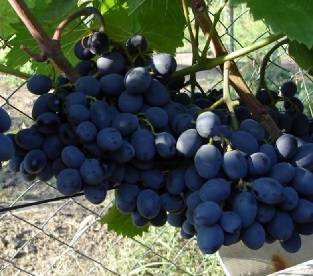 Сорт винограда гала: фото, отзывы, описание, характеристики.