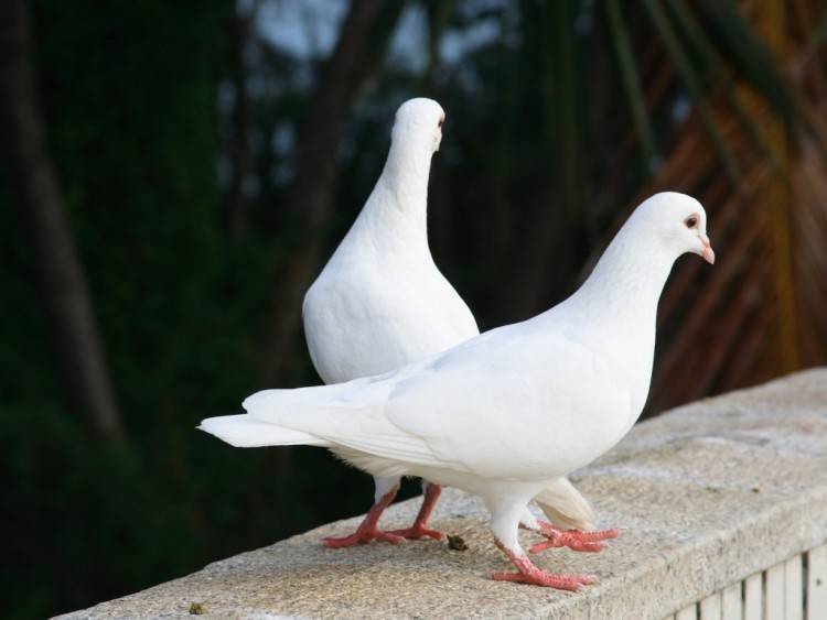 Содержание домашних голубей