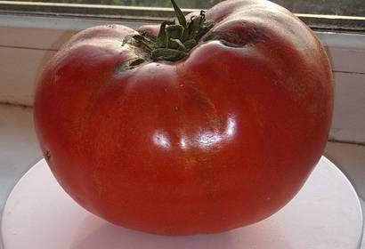 Описание сорта томата лентяйка, особенности выращивания и ухода