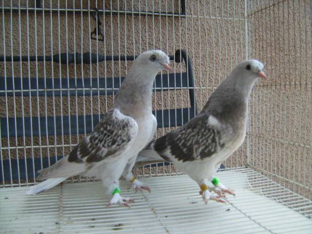 Бакинская порода голубей: фото, описание и видео