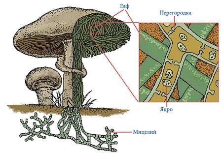 Что такое гифы: особенности строения грибов