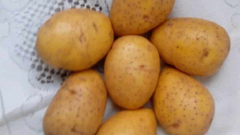 Сорт картофеля волат