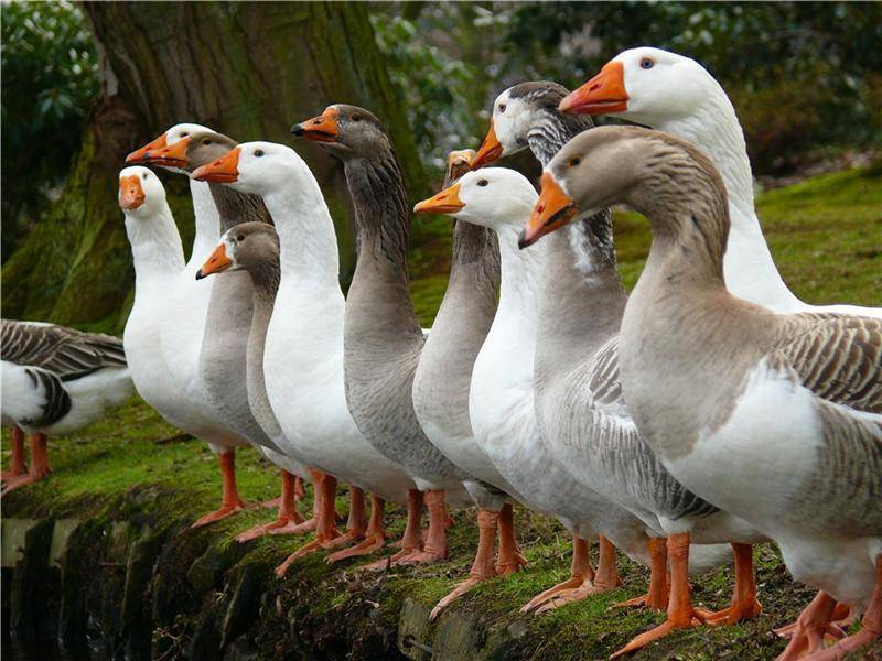 Породы гусей: разновидности, обзор, выбор, уход