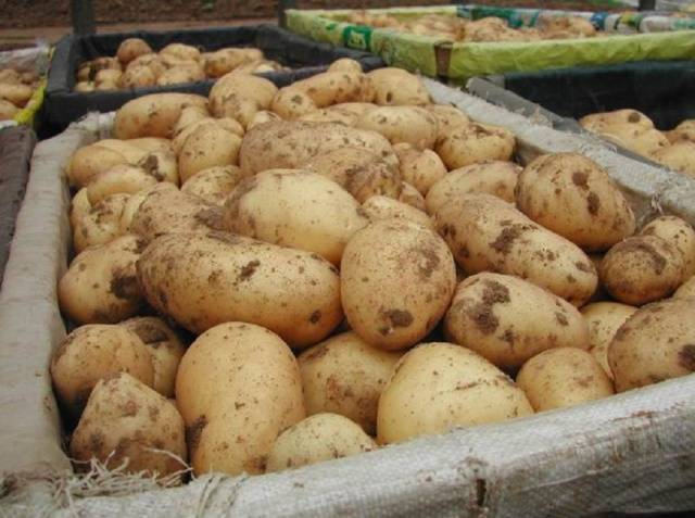 Картофель гала – описание сорта, фото, отзывы