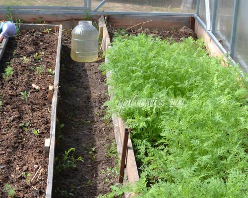 Сидераты: выбор лучших для огорода, когда сеять и когда закапывать + фото