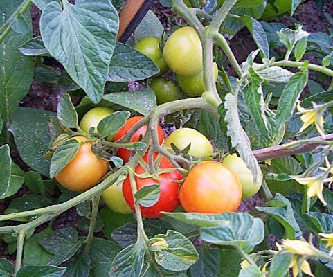 Выращивание томата взрыв