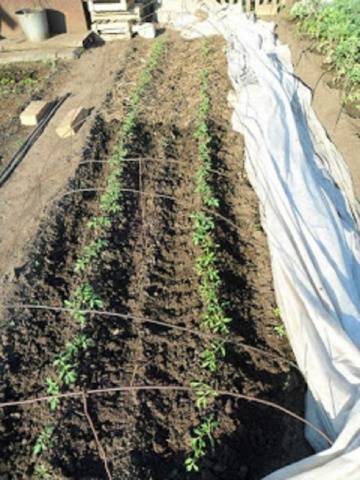 Посадка томатов в улитку на рассаду: посев и выращивание с видео