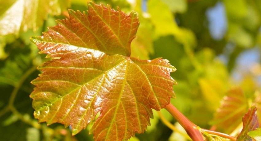 У вашего винограда желтеют и засыхают листья? узнайте, что нужно делать!