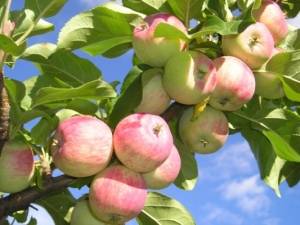 Яблоня карликовая: посадка, уход, обрезка и сорта