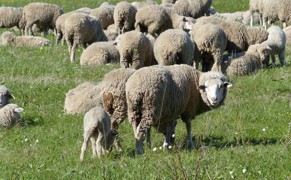 Породы овец (56 фото): описание мясных пород баранов. куйбышевская и иль-де-франс, тексель и ташлинская, карачаевская и прекос породы овец