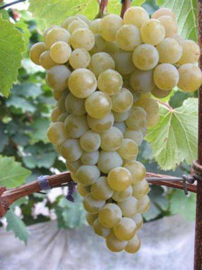 О винограде цитронный магарача: описание и характеристики сорта, посадка и уход