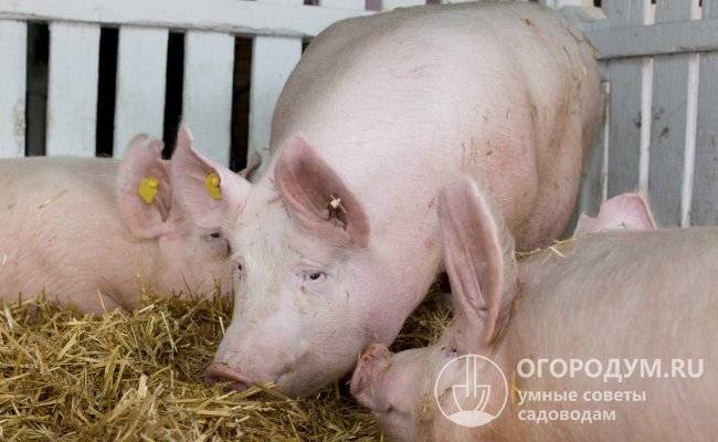 Методы разведения свиней в свиноводстве | аграрный сектор