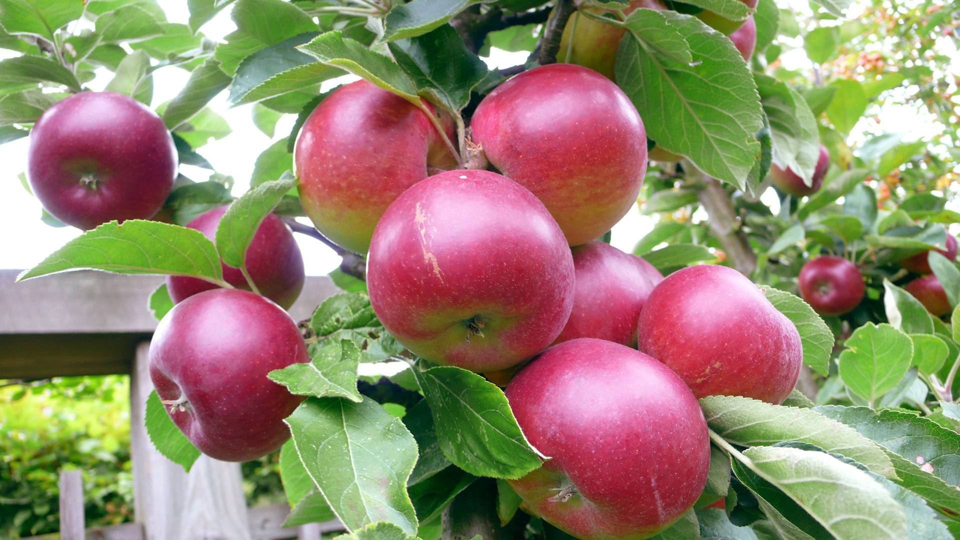 Как поливать яблони и груши в зависимости от сезона