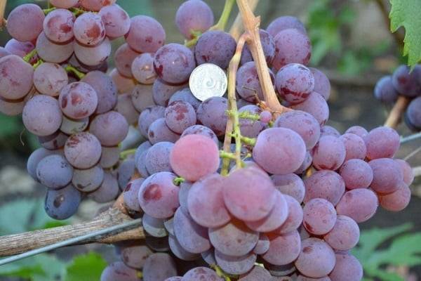 Фаворит виноградарей украины — сорт винограда рубиновый юбилей