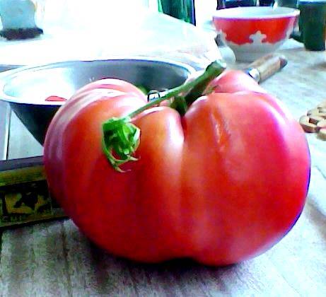 Характеристика и описание сорта томата уральский гигант, его урожайность