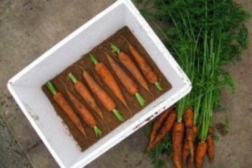 Советы, как сберечь на зиму урожай моркови. инструкция, как хранить овощ в банках в погребе и в холодильнике