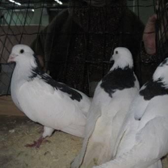Особенности пермской породы голубей гривунов
