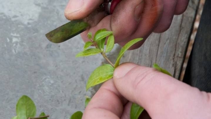 Как размножить жасмин черенками осенью