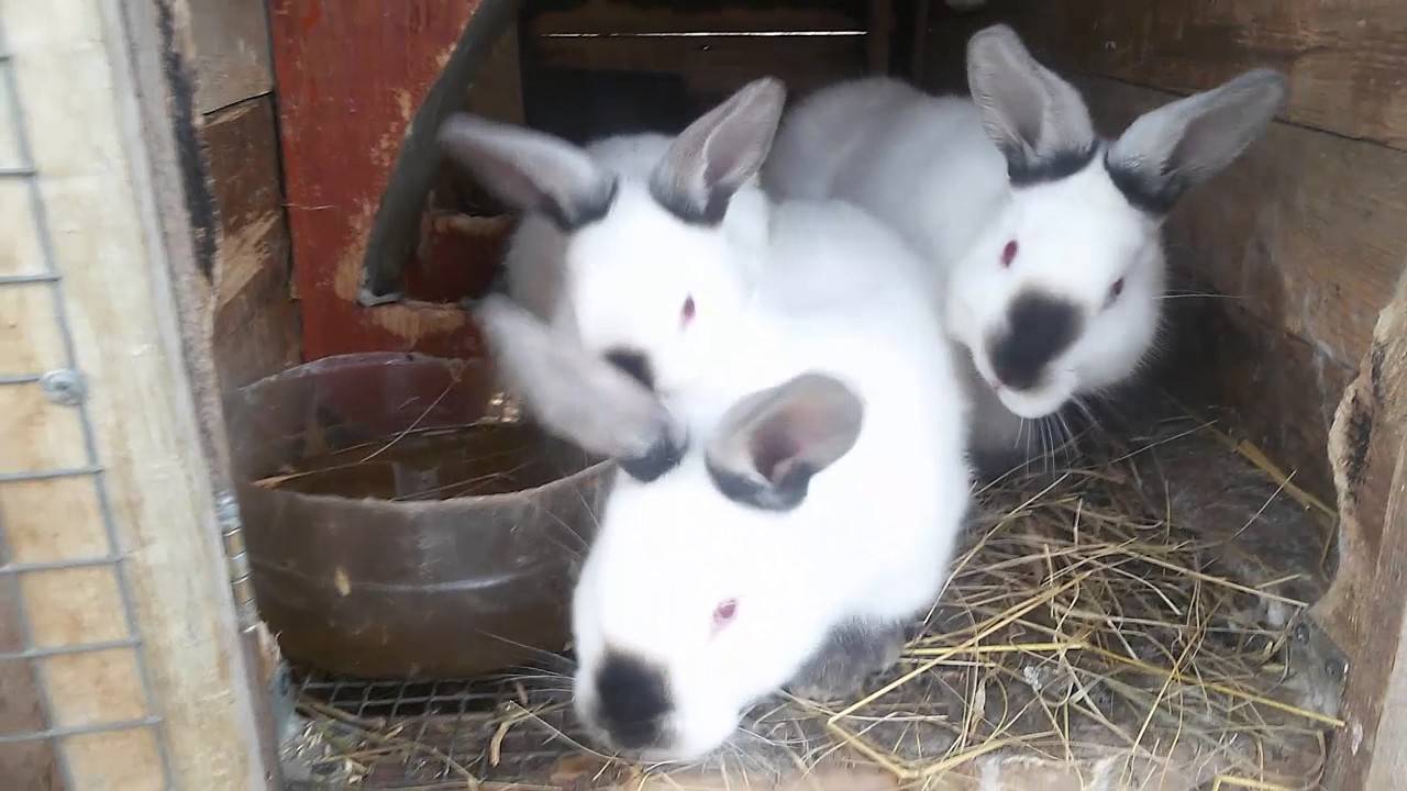 Сенная кормушка для кроликов: какие бывают и как сделать самому?