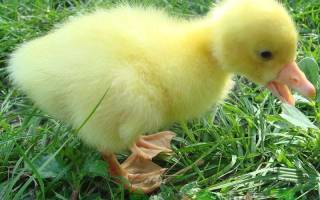 Почему гуси щипают друг у друга и едят перья: причины и способы устранения