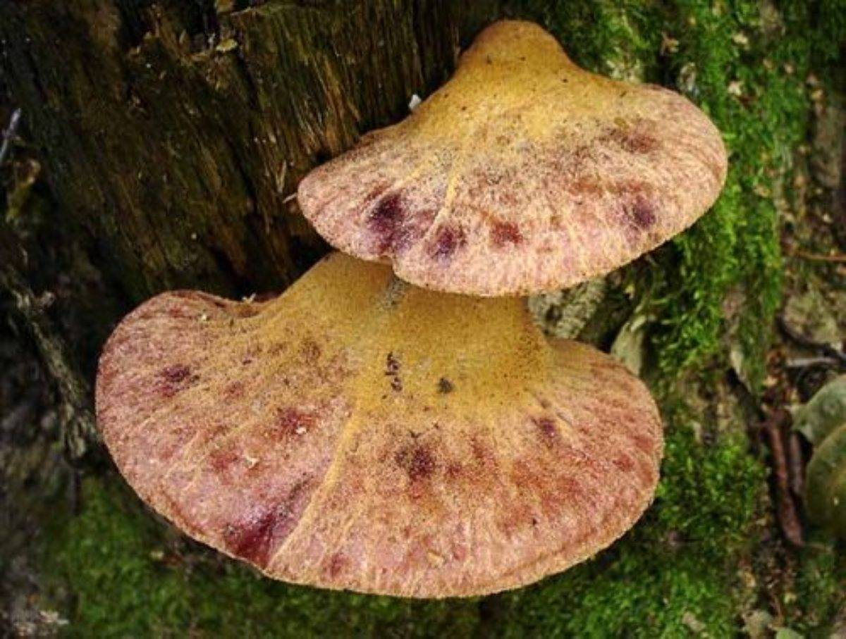 Китайский черный древесный гриб муэр – вред или польза?