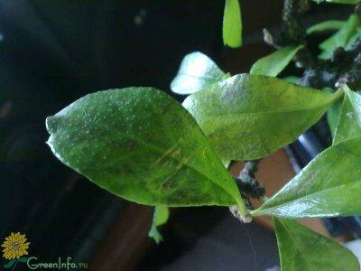 Инфекции на листьях рассады баклажанов: эффективное лечение
