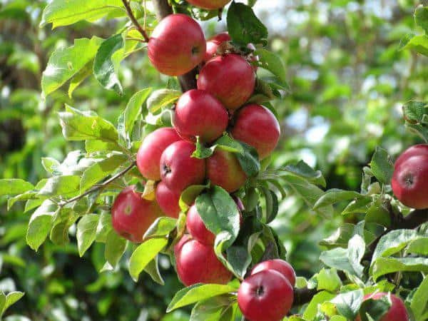 Описание сорта яблони юнга: фото яблок, важные характеристики, урожайность с дерева