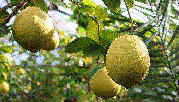 Лимонное дерево — как вырастить в домашних условиях. лимонное дерево – выращиваем дома